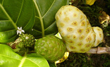 Load image into Gallery viewer, 4 x NONI JUICE 750ML GLASS BOTTLES